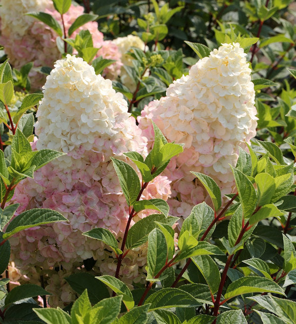  Rispenhortensie Silver Dollar 60-80cm - Hydrangea Paniculata
