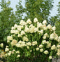  Rispenhortensie Skyfall 40-60cm - Hydrangea Paniculata