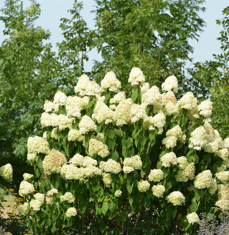  Hochstamm Rispenhortensie Skyfall 80-100cm - Hydrangea Paniculata