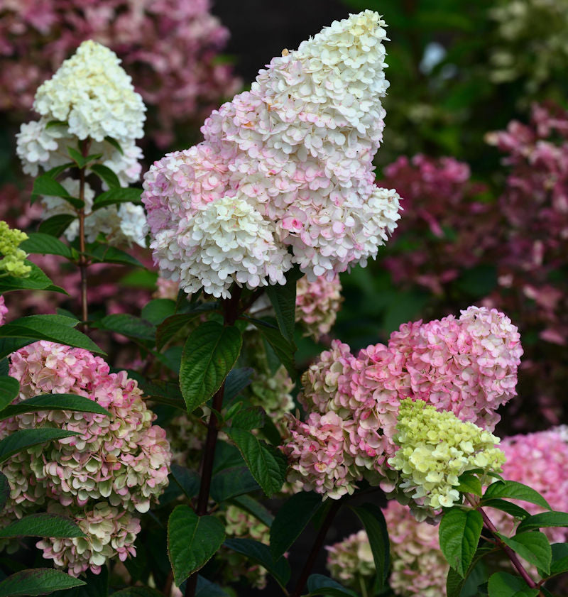  Rispenhortensie Strawberry Blossom®125-150cm - Hydrangea Paniculata