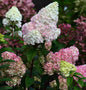  Rispenhortensie Strawberry Blossom®125-150cm - Hydrangea Paniculata
