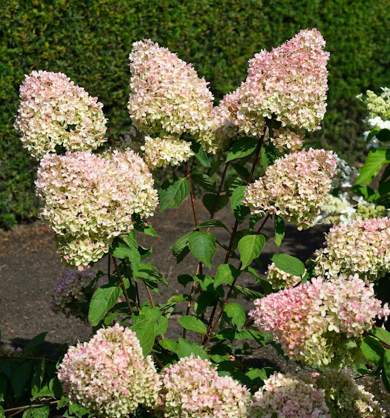  Rispenhortensie Summer Love® 60-80cm - Hydrangea Paniculata