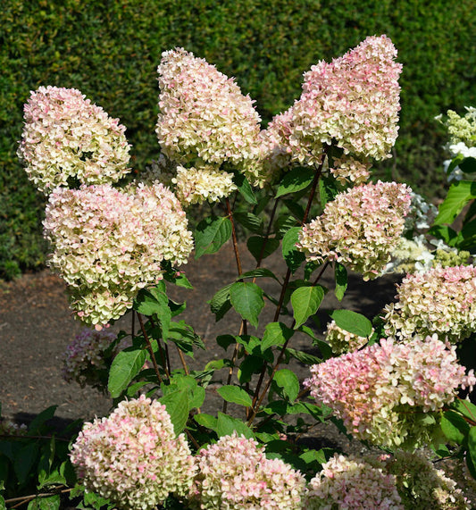  Rispenhortensie Summer Love® 60-80cm - Hydrangea Paniculata