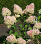  Rispenhortensie Summer Love® 60-80cm - Hydrangea Paniculata