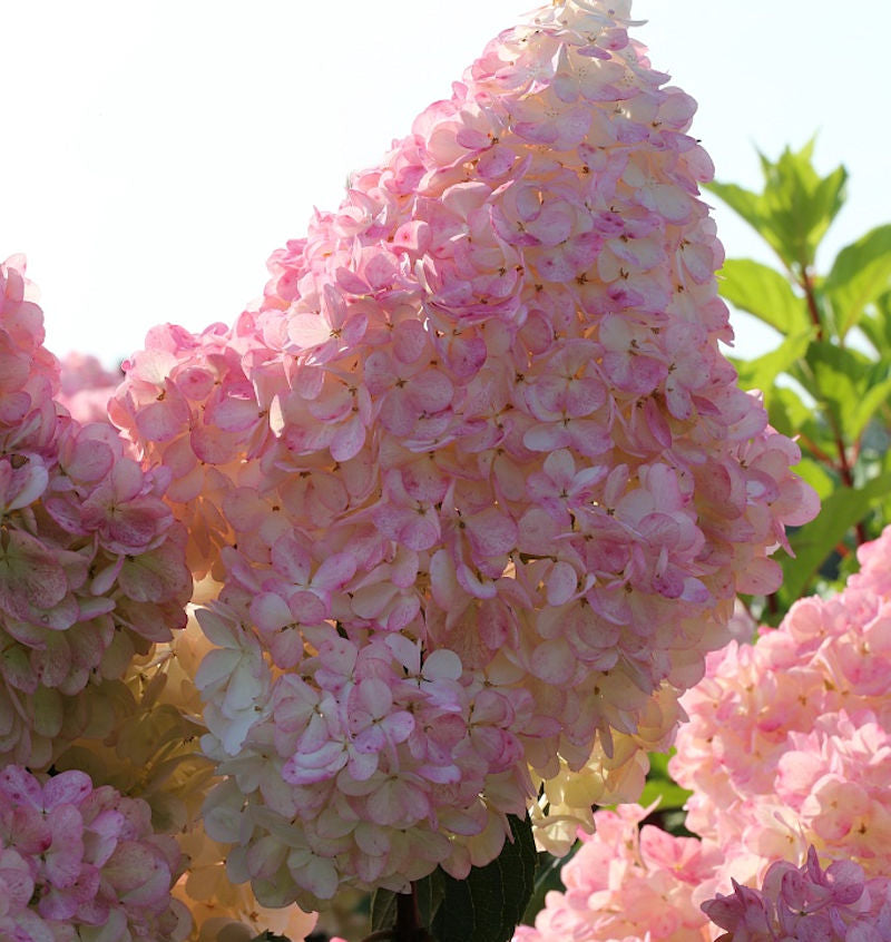  Hochstamm Rispenhortensie Sunday Fraise® 60-80cm - Hydrangea Paniculata
