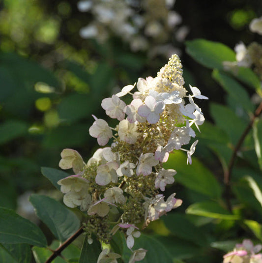  Rispen Hortensie Tardiva 80-100cm - Hydrangea Paniculata