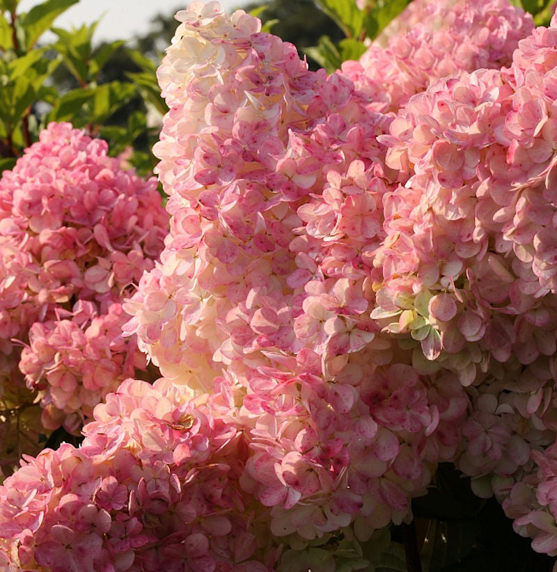  Hochstamm Rispenhortensie Vanille Fraise® 80-100cm - Hydrangea Paniculata