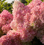  Rispenhortensie Vanille Fraise® 80-100cm - Hydrangea Paniculata