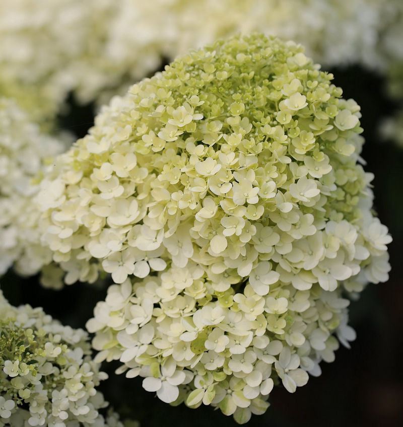  Hochstamm Rispenhortensie Bobo® 40-60cm - Hydrangea Paniculata