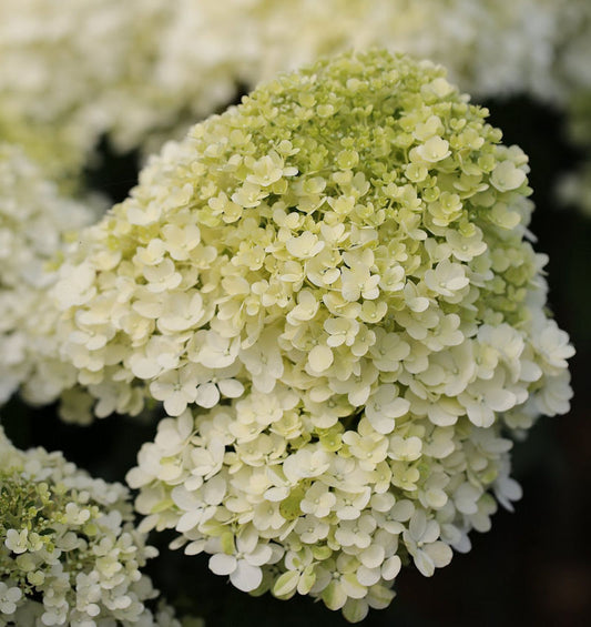  Hochstamm Rispenhortensie Bobo® 40-60cm - Hydrangea Paniculata