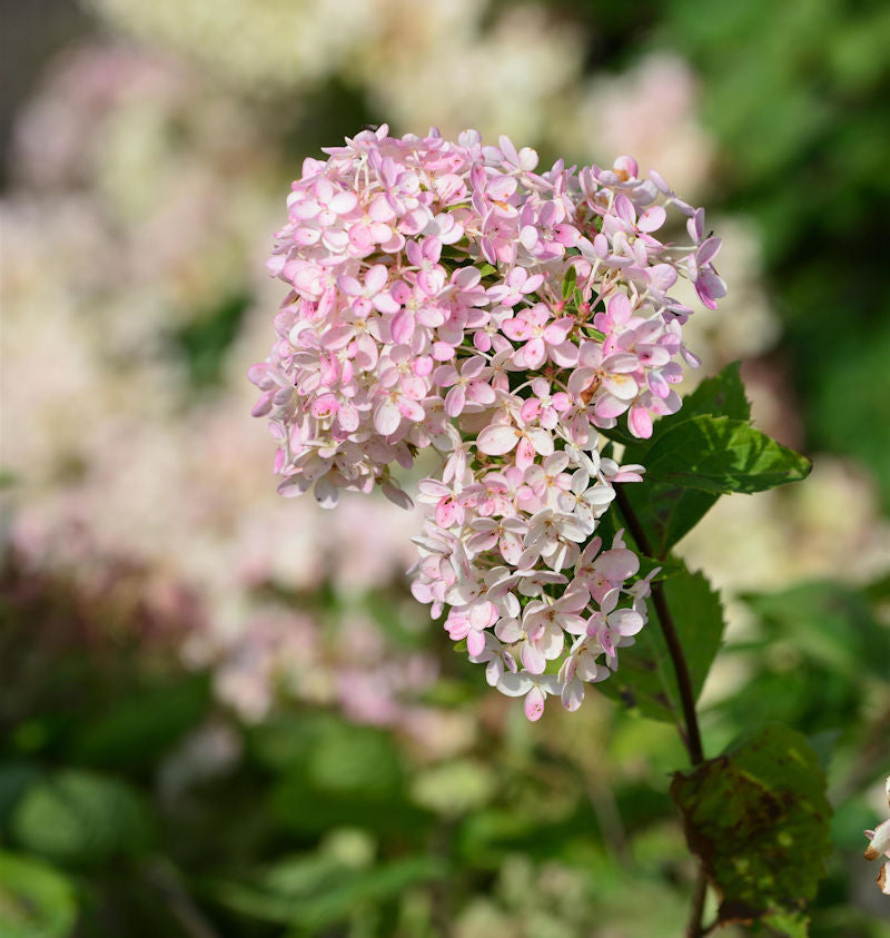  Rispenhortensie Bombshell 40-60cm - Hydrangea Paniculata