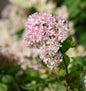  Rispenhortensie Bombshell 40-60cm - Hydrangea Paniculata