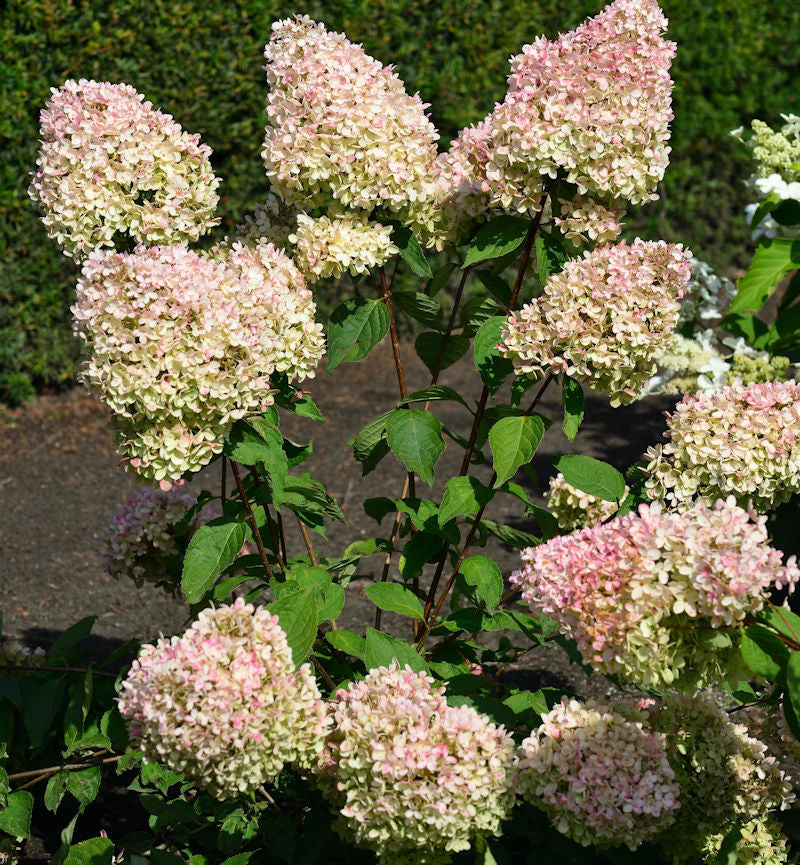  Rispenhortensie Grandiflora 40-60cm - Hydrangea Paniculata