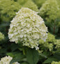  Rispenhortensie Limelight® 30-40cm - Hydrangea Paniculata