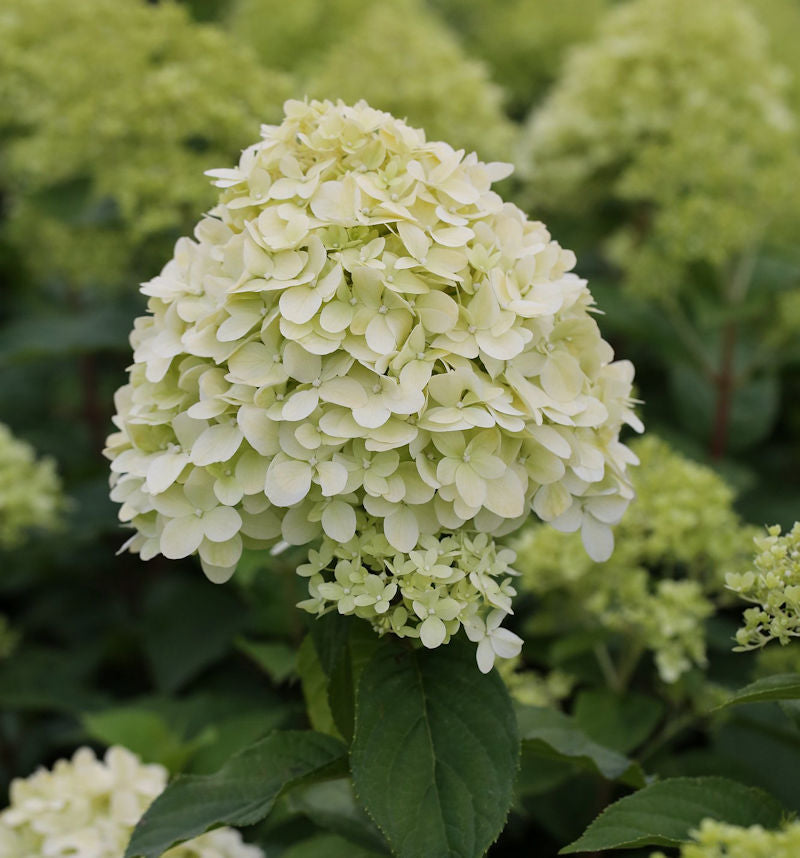  Hochstamm Rispenhortensie Limelight® 80-100cm - Hydrangea Paniculata