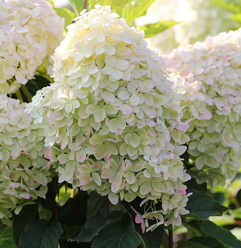  Hochstamm Rispenhortensie Phantom 60-80cm - Hydrangea Paniculata