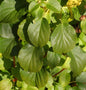  Kletter Hortensie Cordifolia 40-60cm - Hydrangea Petiolaris