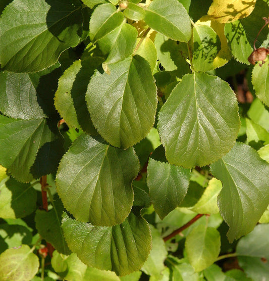  Kletter Hortensie Cordifolia 60-80cm - Hydrangea Petiolaris