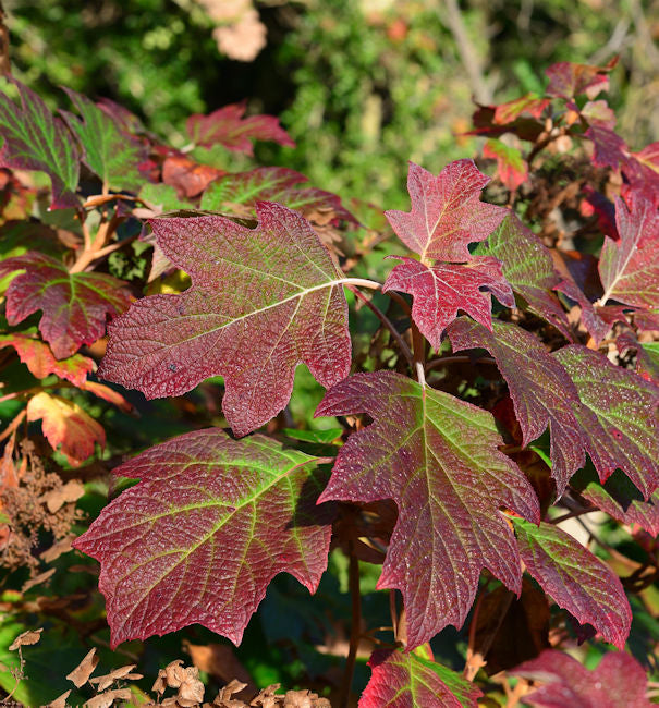  Eichenblättrige Hortensie Alice 30-40cm - Hydrangea Quercifolia