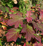  Eichenblättrige Hortensie Alice 30-40cm - Hydrangea Quercifolia