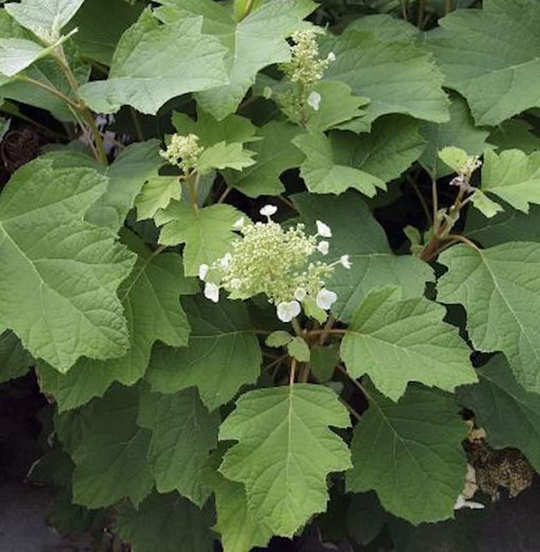  Eichenblättrige Hortensie Burgundy 40-60cm - Hydrangea Quercifolia
