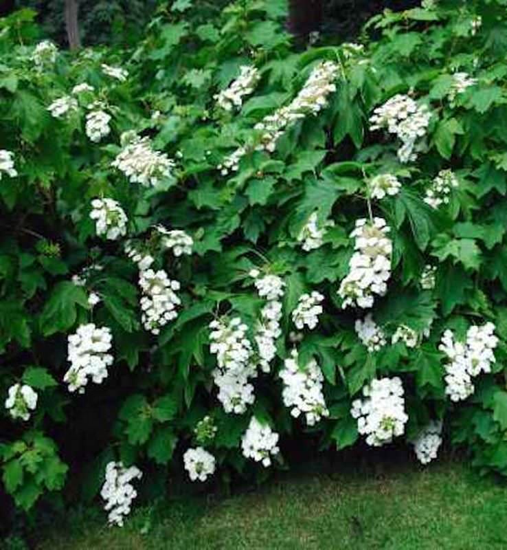  Eichenblättrige Hortensie Tennessee Clone 40-60cm - Hydrangea Quercifolia