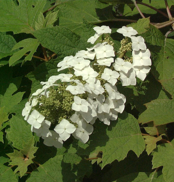  Eichenblättrige Hortensie 30-40cm - Hydrangea Quercifolia