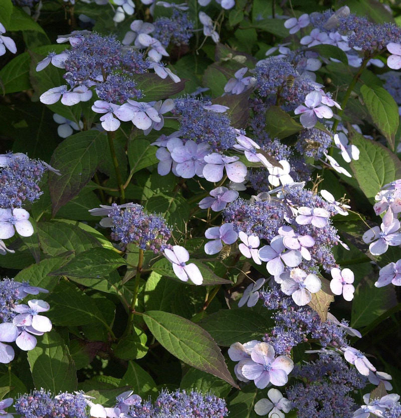  Teller Hortensie Blue Deckle 30-40cm - Hydrangea Serrata