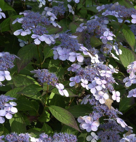  Teller Hortensie Blue Deckle 30-40cm - Hydrangea Serrata