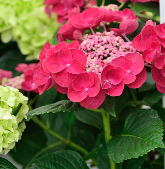  Teller Hortensie Cotton Candy® 30-40cm - Hydrangea Serrata