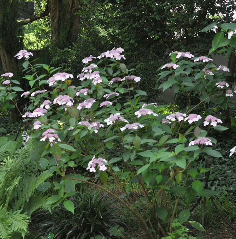  Teller Hortensie Omacha 40-50cm - Hydrangea Serrata