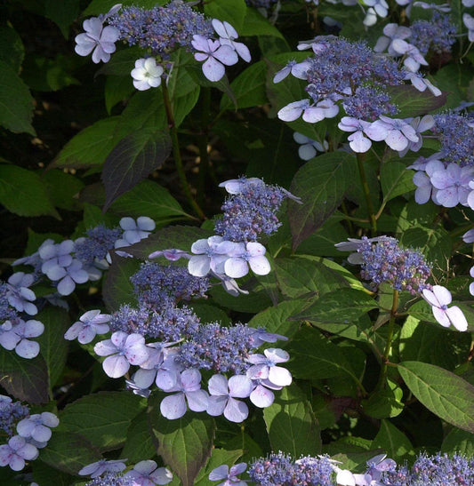  Teller Hortensie Bluebird 40-50cm - Hydrangea Serrata