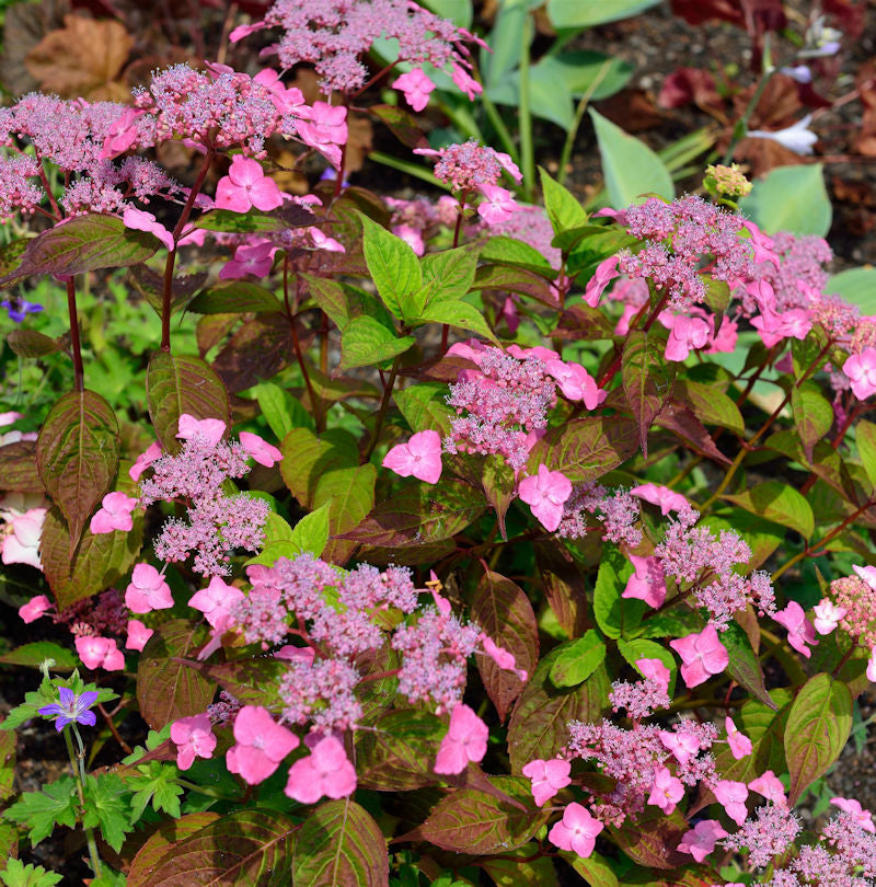  Teller Hortensie Daredevil 20-30cm - Hydrangea Serrata