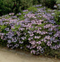 Teller Hortensie Koreana 30-40cm - Hydrangea Serrata