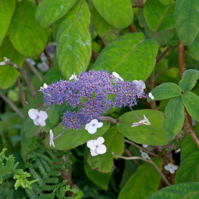  Samthortensie 40-60cm - Hydrangea Sargentiana