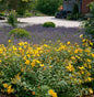  Großblumiges Johanniskraut Hidcote Gold 30-40cm - Hypericum