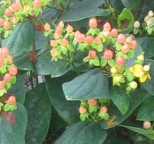  Johanniskraut Magical Beauty 30-40cm - Hypericum