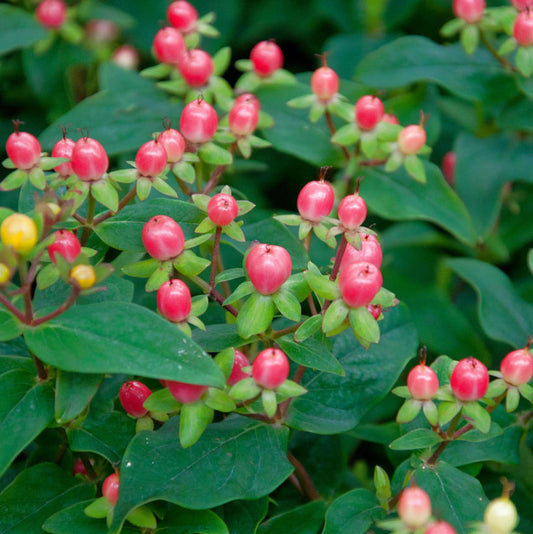  Johanniskraut Magical Marbled Red 30-40cm - Hypericum