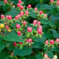  Johanniskraut Magical Marbled Red 30-40cm - Hypericum