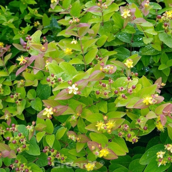  Mannsblut - Hypericum Androsaemum