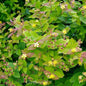  Mannsblut - Hypericum Androsaemum
