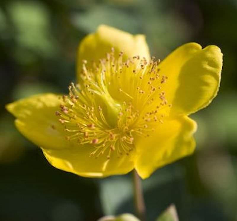  Kanadische Johanniskraut Gemo 20-30cm - Hypericum Kalmianum