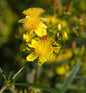  Großblumiges Johanniskraut Buttercup 40-50cm - Hypericum
