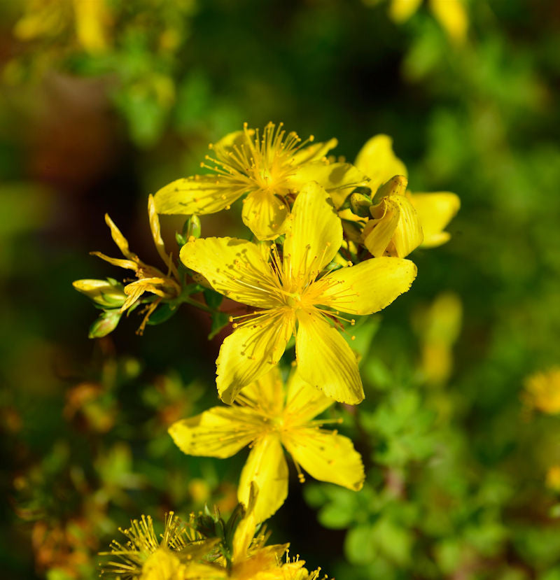  Echtes Johanniskraut - Hypericum Perforatum