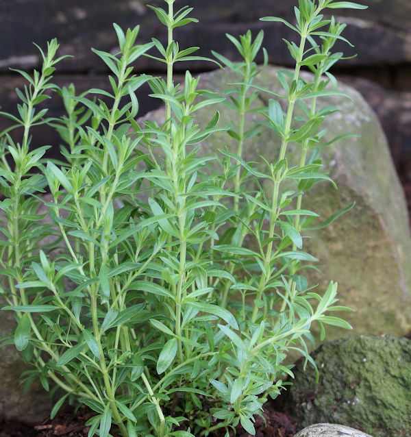  Dunkelblauer Ysop - Hyssopus Officinalis