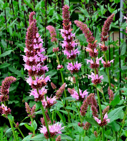  Rosa Ysop - Hyssopus Officinalis