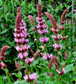  Rosa Ysop - Hyssopus Officinalis