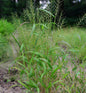  Flaschenbürstengras - Hystrix Paluta