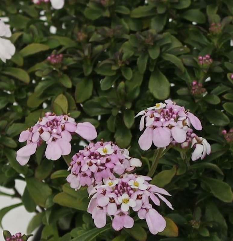  Schleifenblume Pink Ice - Iberis Sempervirens