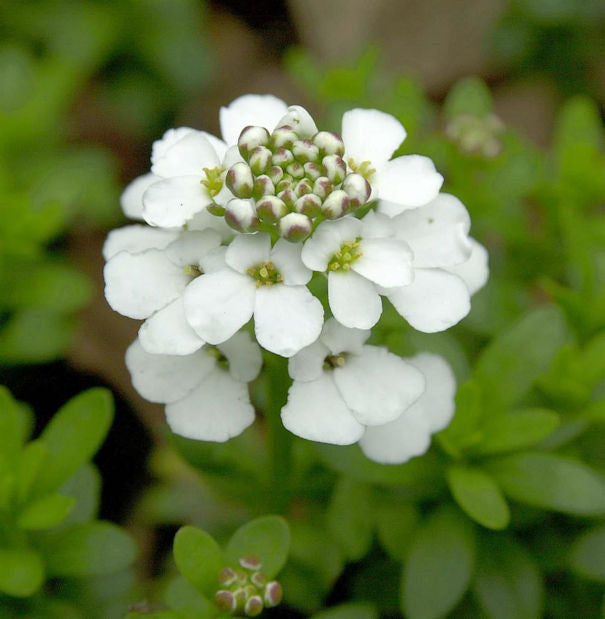  Schleifenblume Snowflake - Iberis Sempervirens